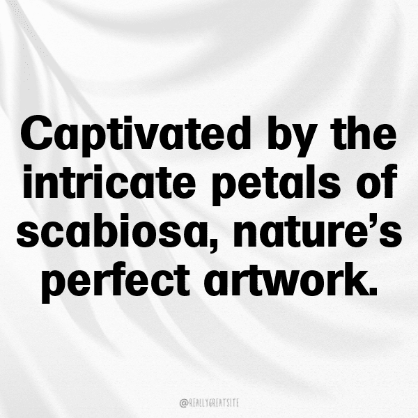 Scabiosa Captions Photo For Instagram-iqX1pC