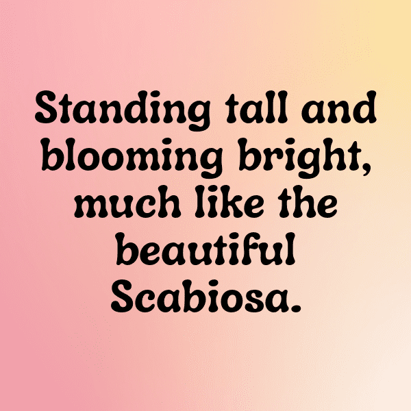 Scabiosa Captions Photo For Instagram-Y0VksB