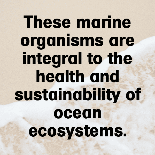 Sea Cucumber Captions Photo For Instagram-yKE7rz