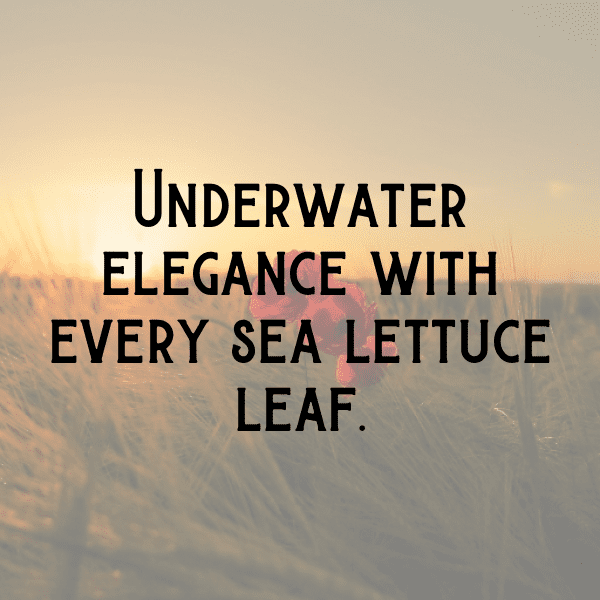 Sea Lettuce Captions Image For Instagram-ipgSHN