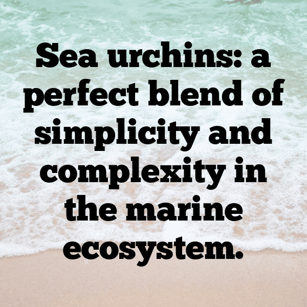 Sea Urchin Captions Image For Instagram-DEJkHk