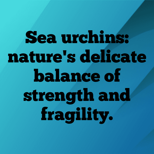 Sea Urchin Captions Photo For Instagram-1ayGl1