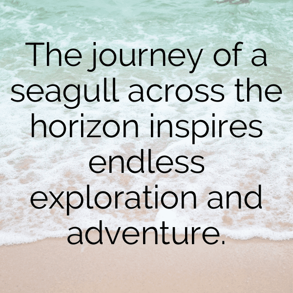 Seagull Captions Photo For Instagram-RWrlJB