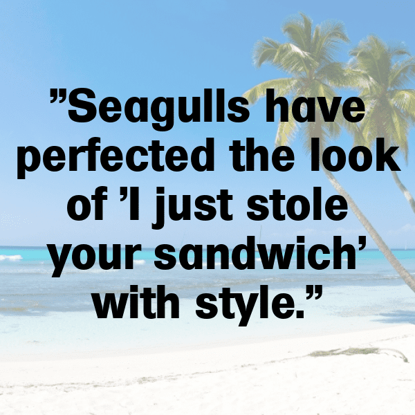 Seagull Captions Photo For Instagram-wYATsW