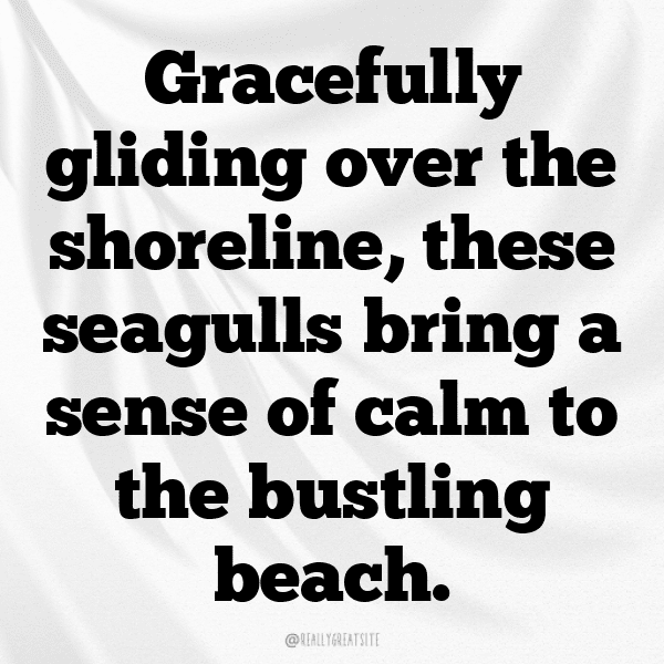 Seagull Captions Photo For Instagram-XHfUif