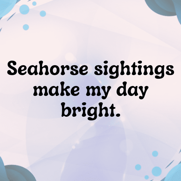 Seahorse Captions Image For Instagram-CIuozY