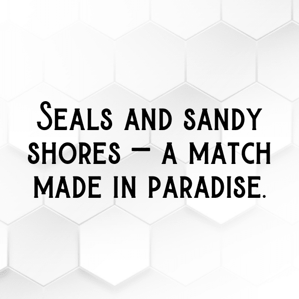 Seal Captions Image For Instagram-ZnTw5d