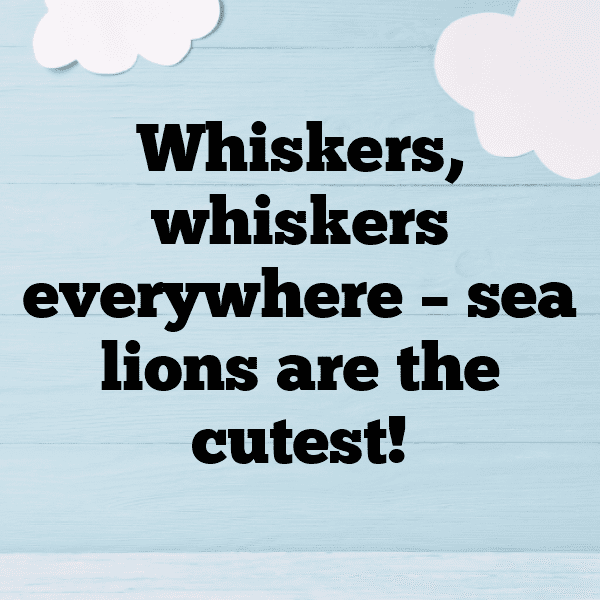 Sealion Captions Image For Instagram-8mUMo4