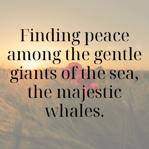 Sealion Captions Image For Instagram-o8fJvR