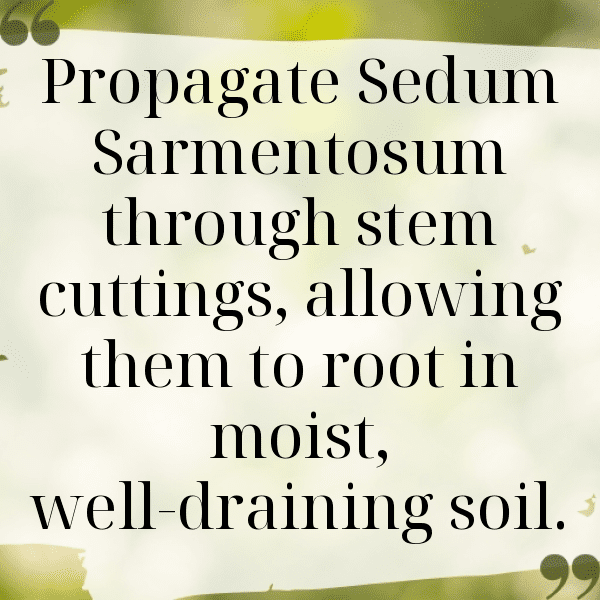 Sedum Captions Image For Instagram-Q8hYu1