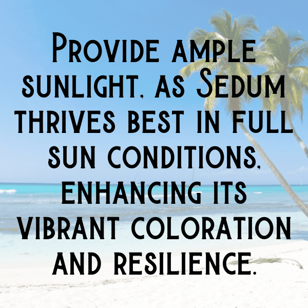 Sedum Captions Photo For Instagram-2T0KDv