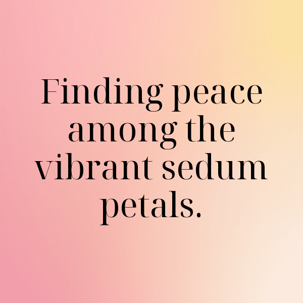 Sedum Captions Photo For Instagram-StcPPr