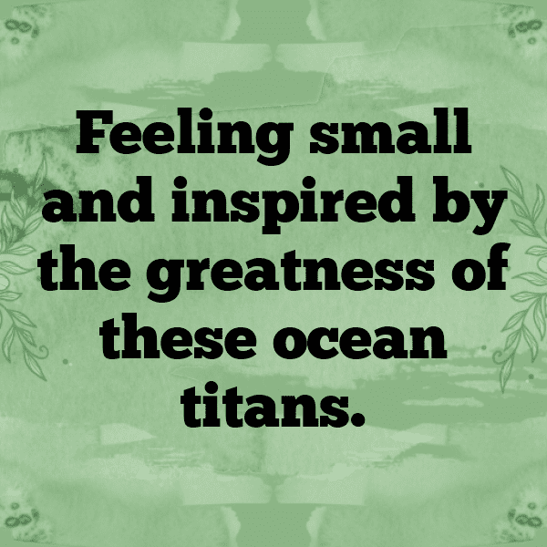 Shark Captions Image For Instagram-k1pVOZ