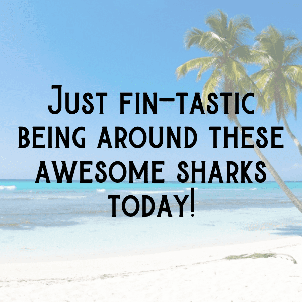 Shark Captions Image For Instagram-SFT5xb