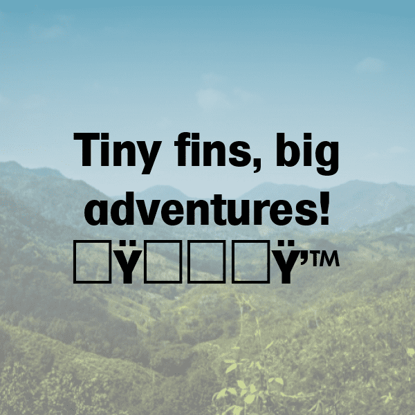 Shark Captions Photo For Instagram-zSb2Fa