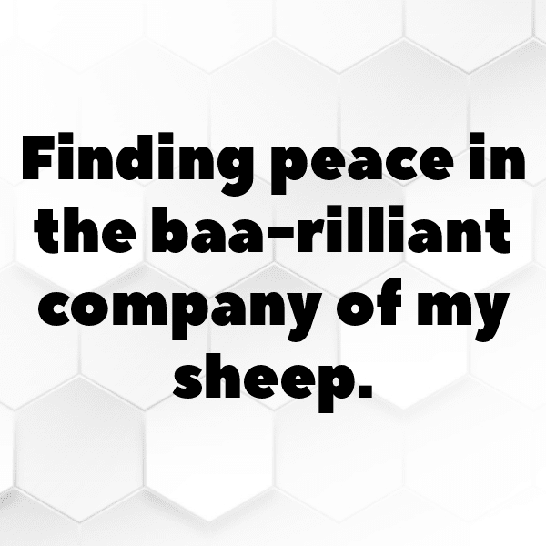 Sheep Captions Image For Instagram-Fj3WHn