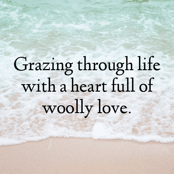 Sheep Captions Photo For Instagram-iYFQsA