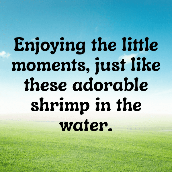 Shrimp Captions Image For Instagram-KarKcR