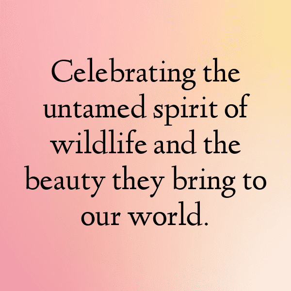 Sloth Captions Image For Instagram-V67TrT