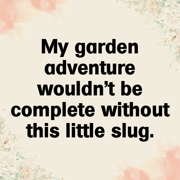 Slug Captions Image For Instagram-Z9WgIM