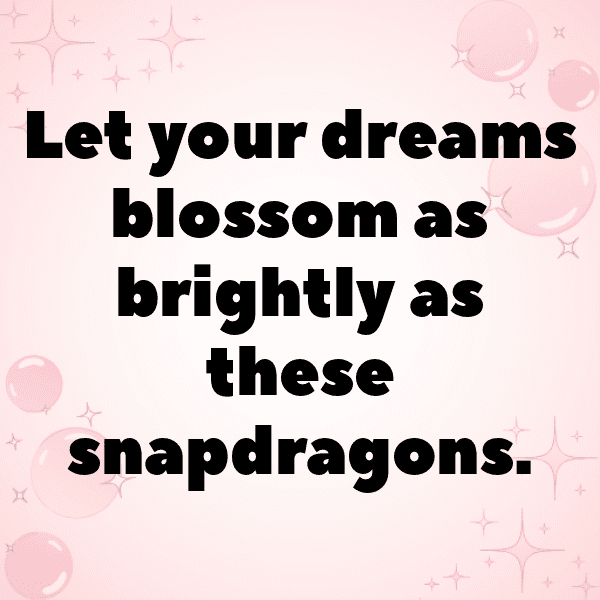 Snapdragon Captions Image For Instagram-wkt1R8