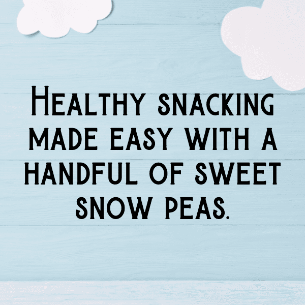 Snow Pea Captions Photo For Instagram-1Vysgt