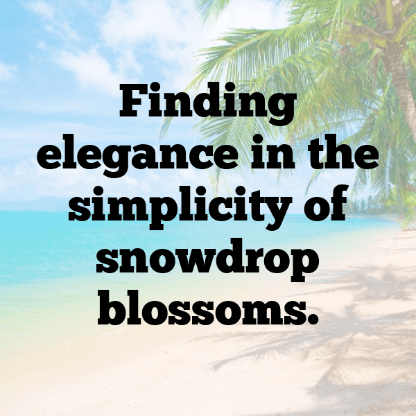 Snowdrop Captions Image For Instagram-O3Jeas