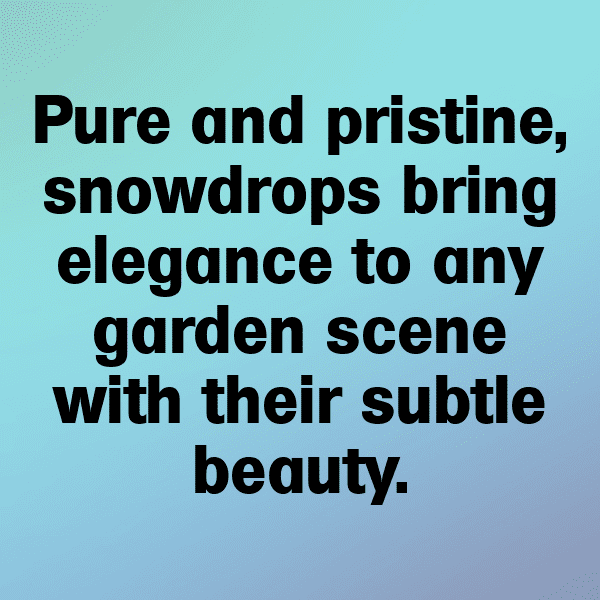 Snowdrop Captions Image For Instagram-oVZRDk