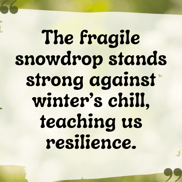 Snowdrop Captions Photo For Instagram-bfiyt5