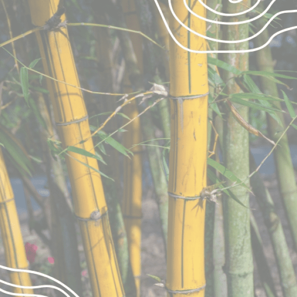 Snowfall Captions Image for Instagram-cc6WA7