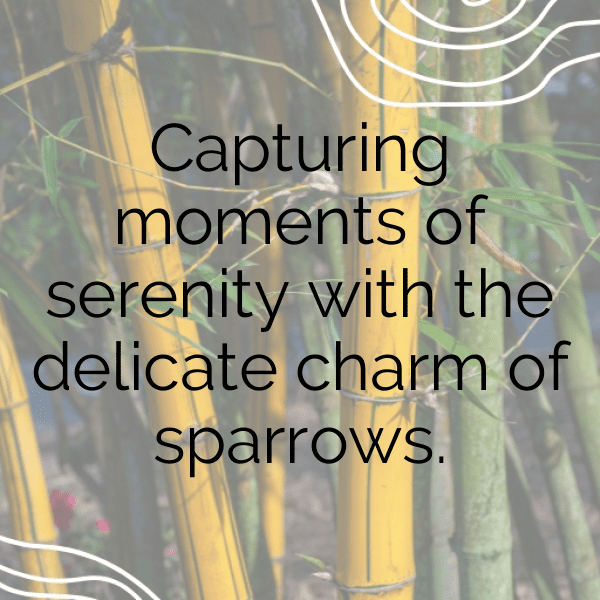 Sparrow Captions Image For Instagram-rPrqRM