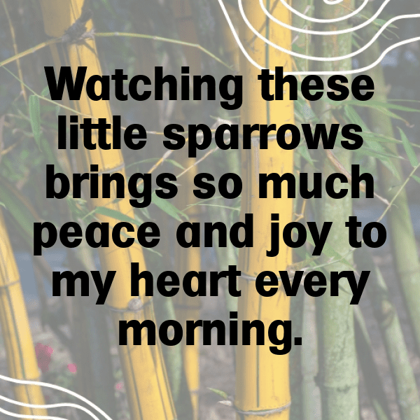 Sparrow Captions Photo For Instagram-BAb8M1