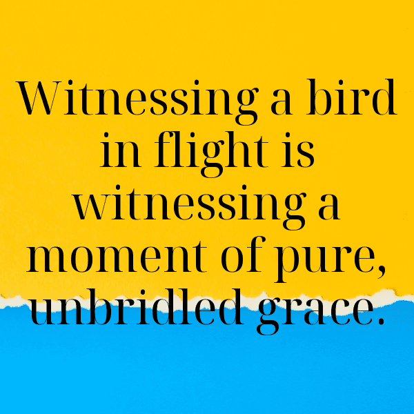 Sparrow Captions Photo For Instagram-GGKxMH