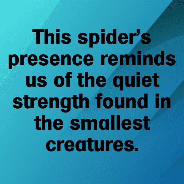 Spider Captions Image For Instagram-7IB2QJ