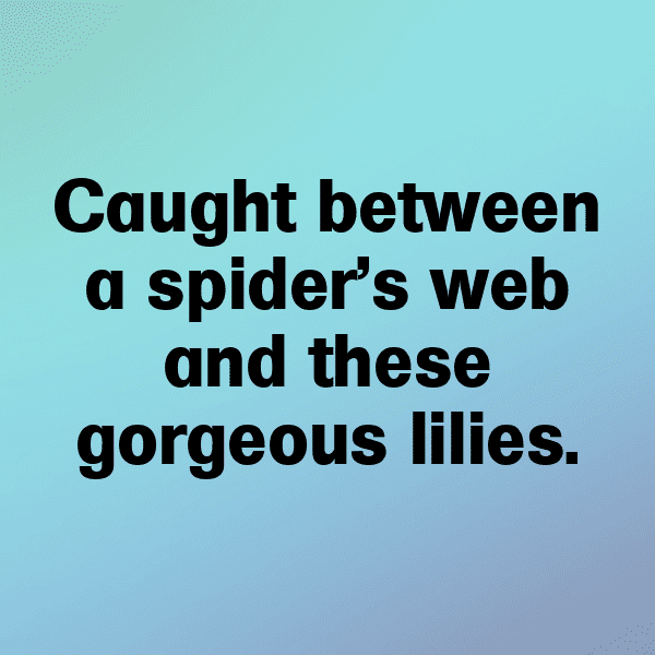Spider Lily Captions Image For Instagram-e4snCt