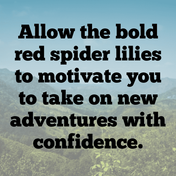 Spider Lily Captions Image For Instagram-wqTLdo