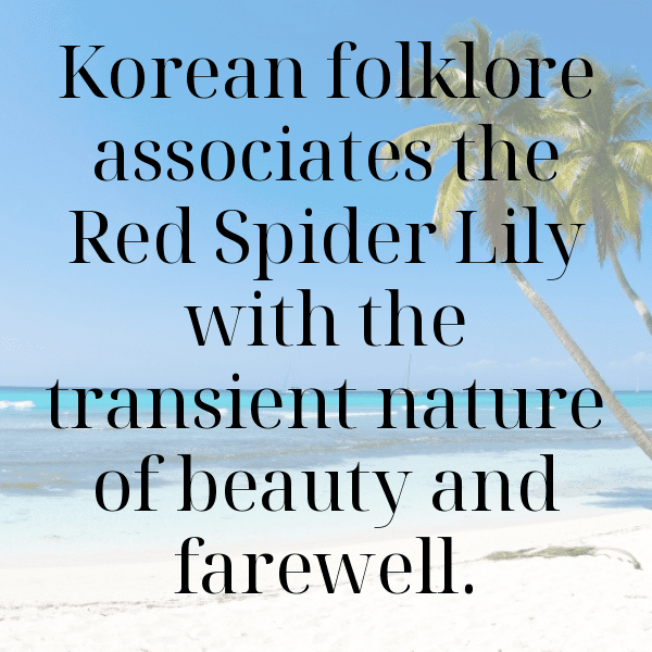 Spider Lily Captions Photo For Instagram-lmfQBm