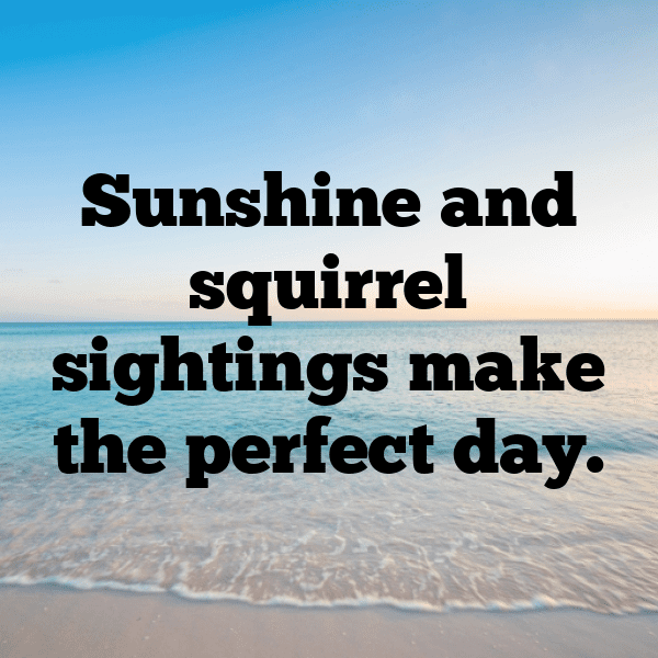 Squirrel Captions Photo For Instagram-Yf9G87