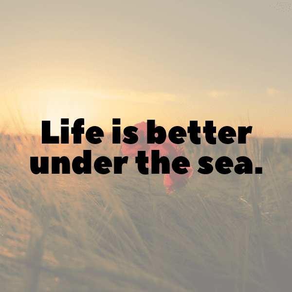 Starfish Captions Photo For Instagram-eD5AMT