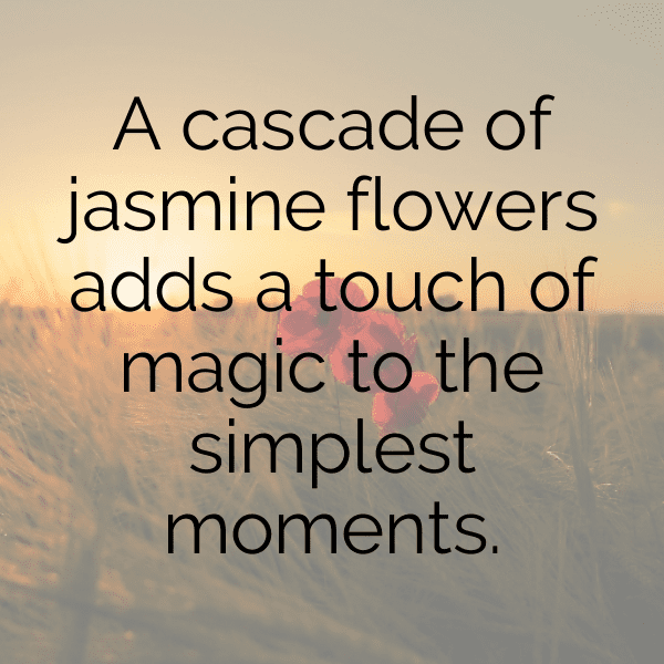 Stephanotis Captions Image For Instagram-iKsJgd