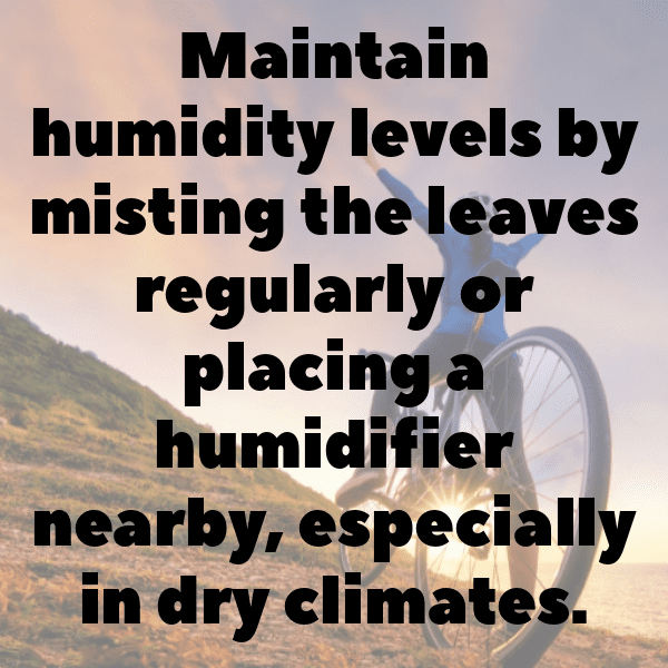 Stephanotis Captions Image For Instagram-OF7LN6