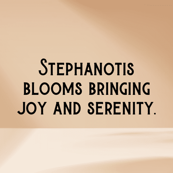 Stephanotis Captions Image For Instagram-Z1XRem