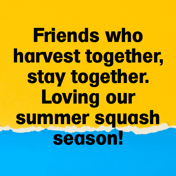 Summer Squash Captions Photo For Instagram-Sgqlxg