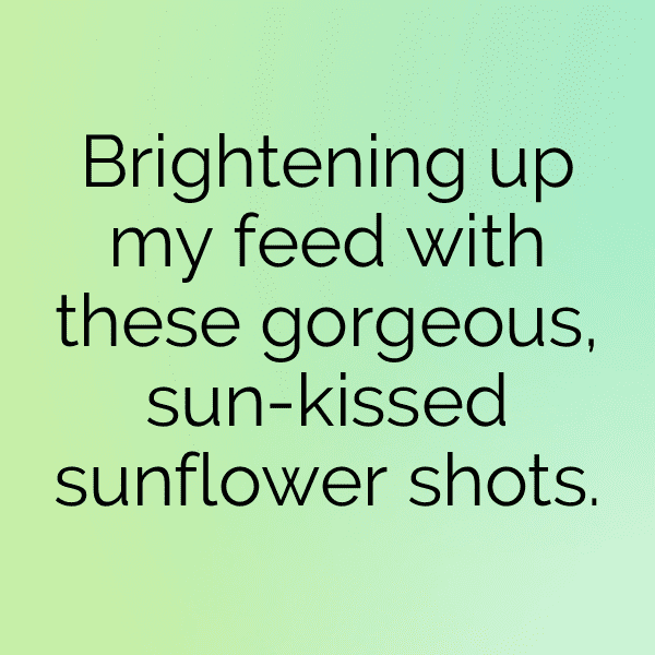 Sunflower Captions Image For Instagram-s81LFC
