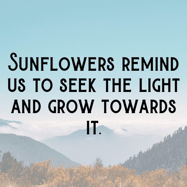 Sunflower Captions Image For Instagram-YfSG1P