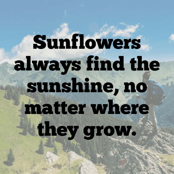 Sunflower Captions Photo For Instagram-4vg2Jk