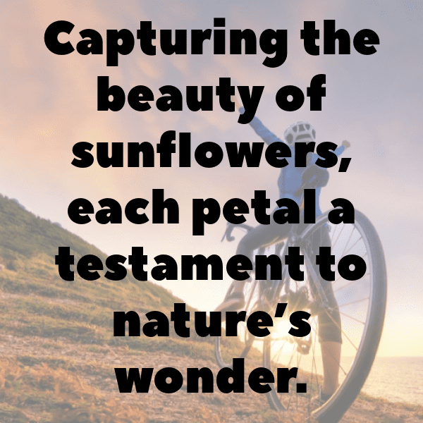 Sunflower Captions Photo For Instagram-IHH6Ta