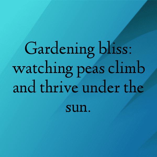 Sweet Pea Captions Photo For Instagram-2z1S23