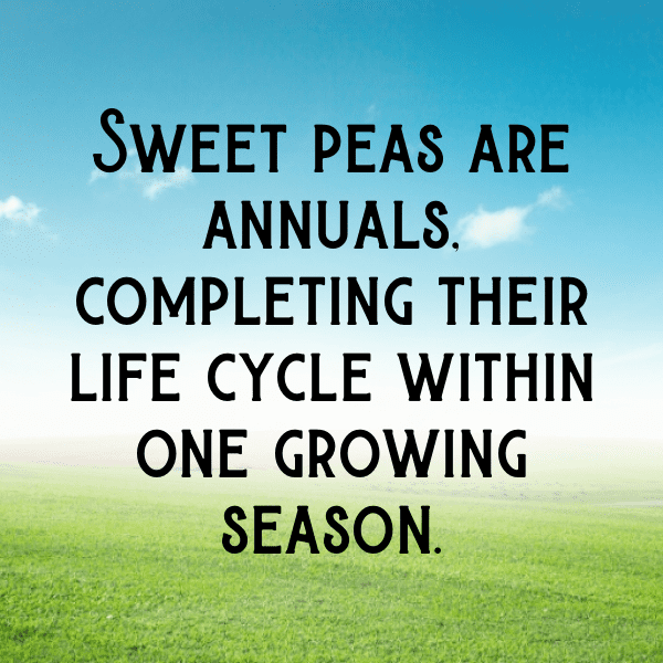 Sweet Pea Captions Photo For Instagram-7zjU4Q