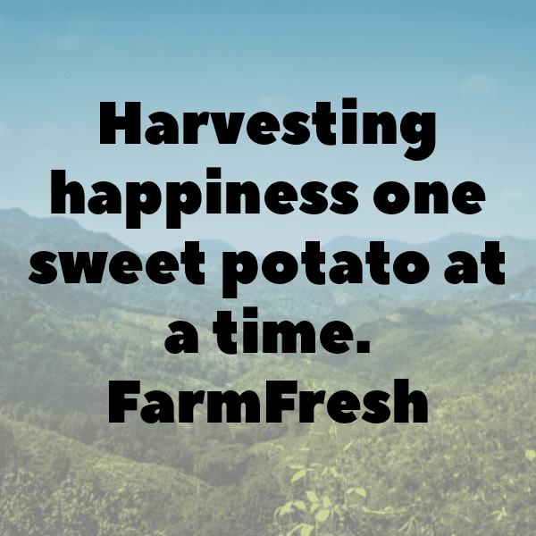 Sweet Potato Captions Image For Instagram-vz8DXr